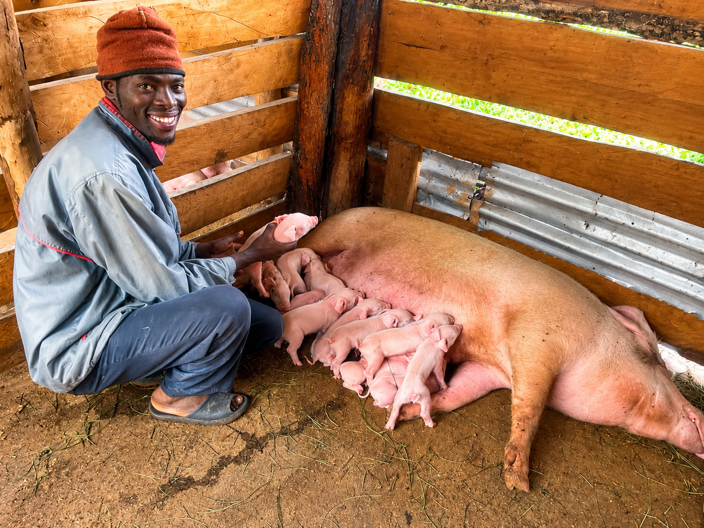 Pig farming and livestock development project